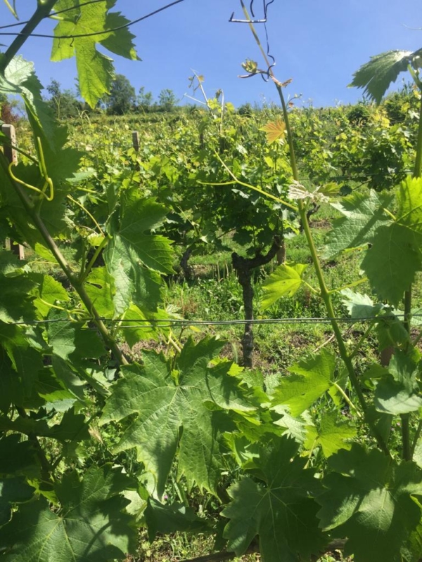 vigna